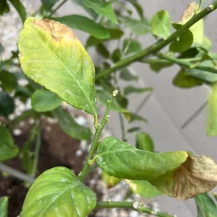 Do they even take care of the plants after you tag them?