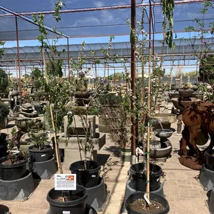 A nice assortment of trees