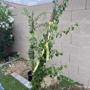 Not the thriving plant I I picked out 8 weeks ago. It had hundreds of purple flowers, now nothing.