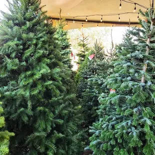 Christmas tree shopping