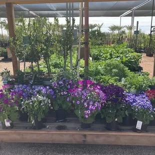 Beautiful assortment of flowers