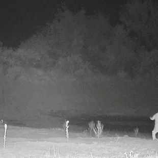 Bobcat at The Desert Oasis Campground