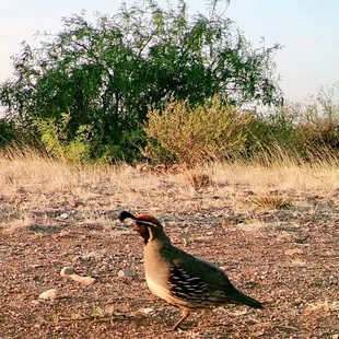 Quail flounces and struts at the Desert Oasis Campground