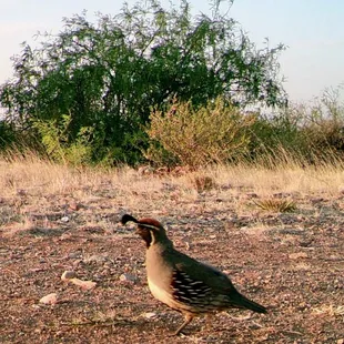 Quail flouncing and strutting at The Desert Oasis Campground