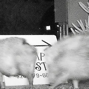 Javelina caught on the camp game camera