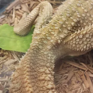 Desert pet has this poor bearded dragon on their sales floor. It's received no vet care.