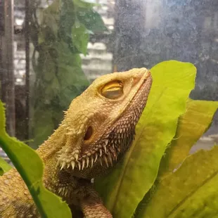 A sick bearded dragon on the sales floor of desert pet. They haven't gotten him any vet care.