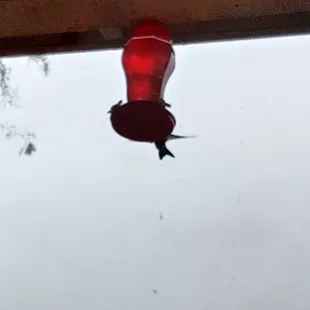 Hummingbird