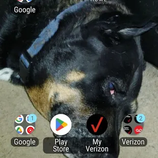 My screen saver My Reggie Bear