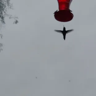 Hummingbird in flight