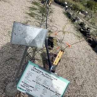 On the hunt for velvet mesquite trees, for yummy beans!!