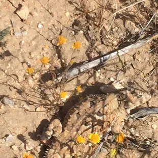 Horned lizard out and about