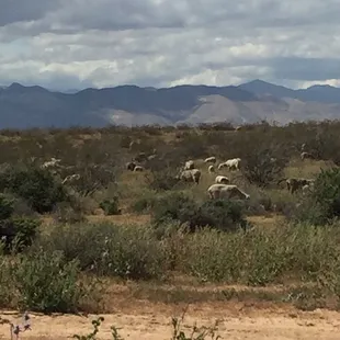 Someones flock of sheep 1-2 miles away from the preserve on the main road, Ransdburg-Mohave
