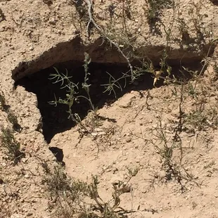 Tortoise burrow