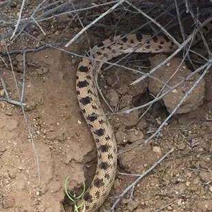 Gopher snake slithering into its home.