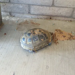 They call her Starfoot