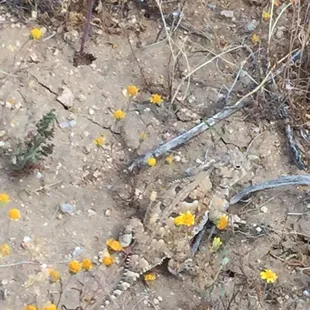 Hornedl lizard again