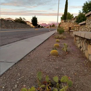 Cactus by the entrance