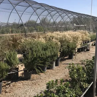 Desert Trees nursery website has list of inventory