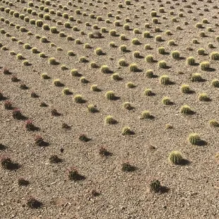 Desert Trees nursery propagating cacti