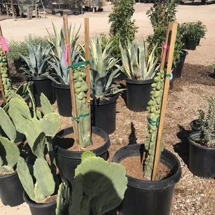 Desert Trees nursery cacti &amp; more