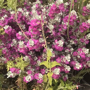 Rare interesting Convent ( " Texas ranger" variety )