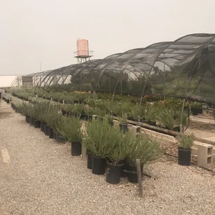 Desert Trees nursery