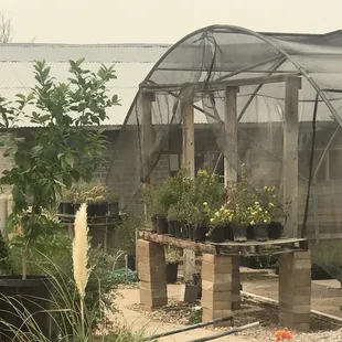Desert Trees nursery