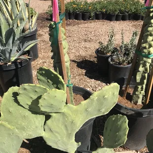 Desert Trees nursery fun adventure Nw tucson