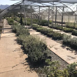 Desert Trees nursery multiple structures