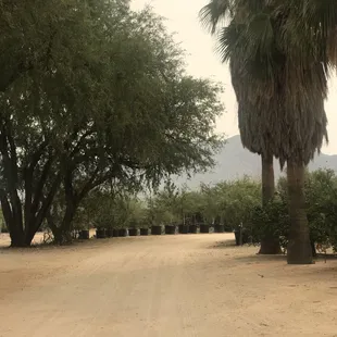 Beautiful mature desert trees nursery main drive