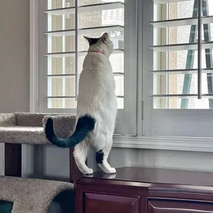 Angle looking into the back yard through O'Hair Shutters from Desert Wind