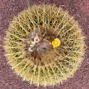 a cactus with a yellow flower