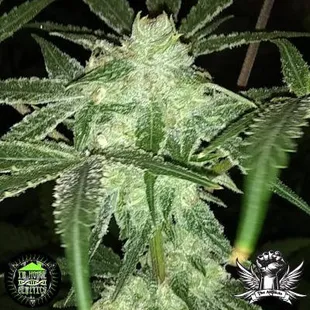 Cannabis Delivery Service