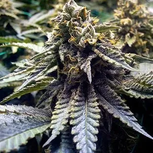 Marijuana Delivery Service Provider