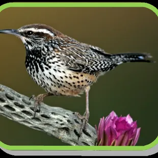 Cactus Wren Artisans