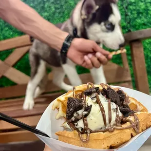 a waffle with ice cream and chocolate sauce