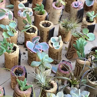 Workshop:  Living succulent in wine corks!