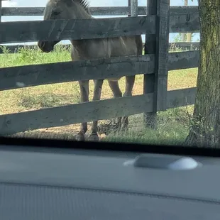 a horse in a fenced area
