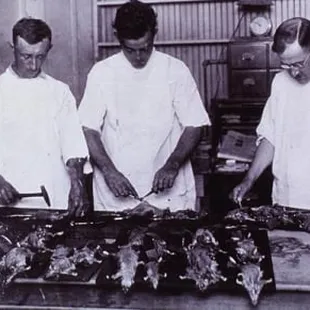 Autopsy on rats carrying the bubonic plague!