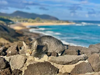 Halia Tours and Transportation