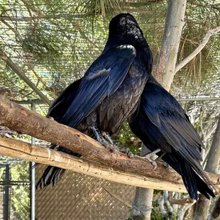 Ravens