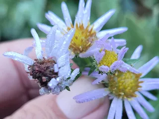 Pleasant View Ridge Wilderness
