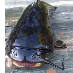 This guy would be welcome here!