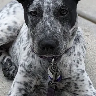 Devine&apos;s is the most puppy friendly place in Durham. If you come, tell &apos;em Stormy sent you.