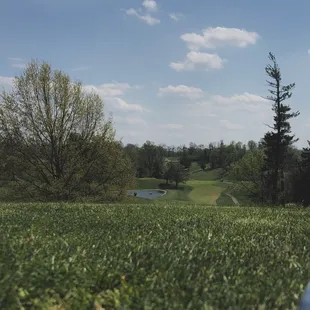 a golf ball in the grass