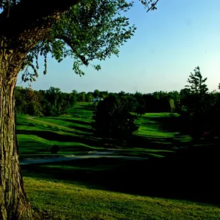 a tree in the foreground
