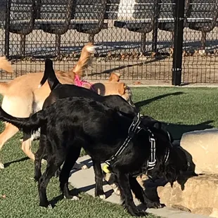 Boulders attract these dogs