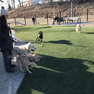 Dogs &amp; owner checking things out