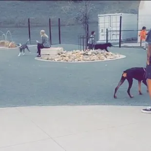 Big dog area
